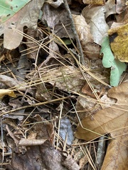 Diapheromera femorata