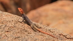 Agama planiceps