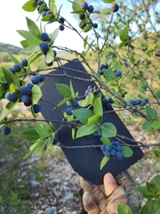 Forestiera reticulata