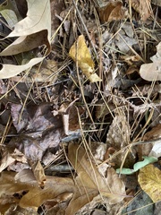 Diapheromera femorata