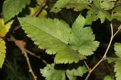 Rubus hawaiensis
