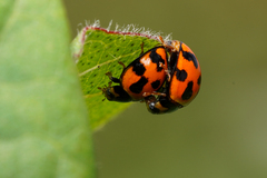 Coelophora inaequalis