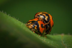 Coelophora inaequalis