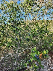 Forestiera reticulata