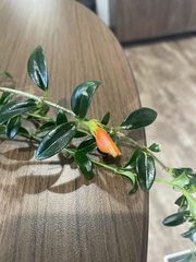 Nematanthus