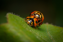 Coelophora inaequalis