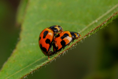 Coelophora inaequalis