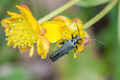 Oedemera virescens