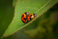 Coelophora inaequalis