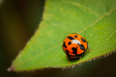 Coelophora inaequalis