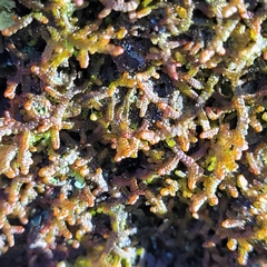 Frullania tamarisci