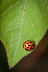 Coelophora inaequalis