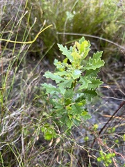 Morella quercifolia