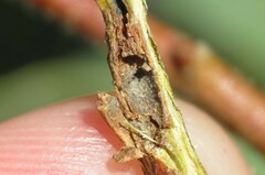 Neuroterus virgens