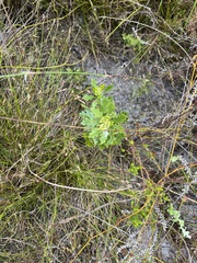 Morella quercifolia