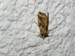 Plusiodonta compressipalpis