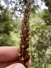 Prescottia stachyodes