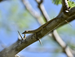 Anolis angusticeps