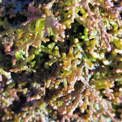 Frullania tamarisci