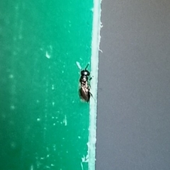 Dinotoides tenebricus