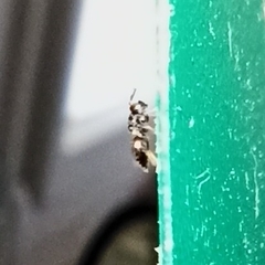 Dinotoides tenebricus