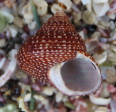 Maurea punctulata