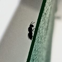 Dinotoides tenebricus