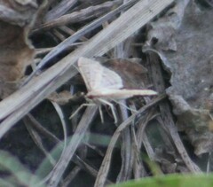 Pilocrocis ramentalis