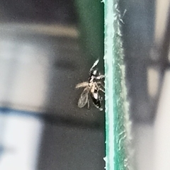 Dinotoides tenebricus