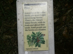 Coprosma ochracea