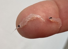 Eumalacostraca