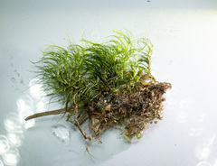 Paraleucobryum longifolium