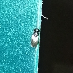 Dinotoides tenebricus