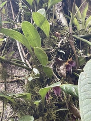 Masdevallia angulata