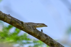 Anolis angusticeps