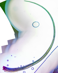 Paraleucobryum longifolium