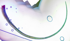 Paraleucobryum longifolium