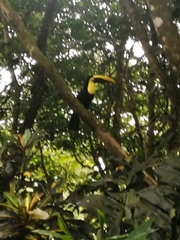 Ramphastos ambiguus