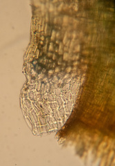 Paraleucobryum longifolium