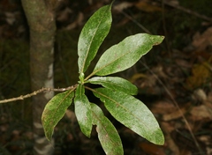 Coprosma ochracea