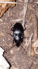Abax ovalis