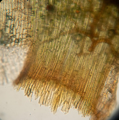 Paraleucobryum longifolium