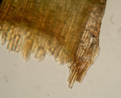 Paraleucobryum longifolium