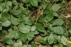 Peperomia leptostachya