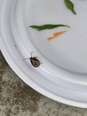 Antiteuchus tripterus