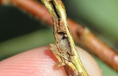 Neuroterus virgens