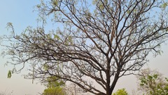 Kigelia africana