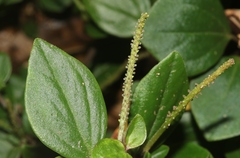 Peperomia leptostachya