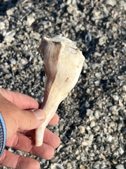 Sinistrofulgur pulleyi