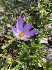 Crocus thomasii